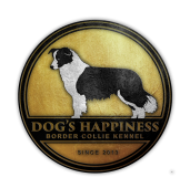 Dogs Happiness - Border Collie